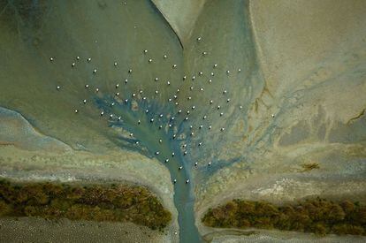 Imagen aérea de cigüeñas alimentándose en la corriente del desagüe de una balsa de cultivo acuícola extensivo de peces de estuario.