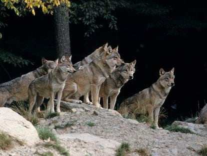 Una manada de lobos.