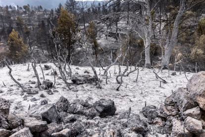 Aspecto de un bosque tras ser arrasado por el fuego, en el término de San Agustín.