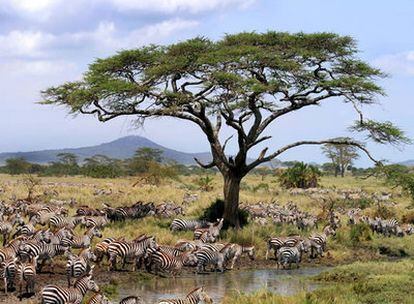 Un grupo de cebras en la reserva Masai-Mara, en Kenia
