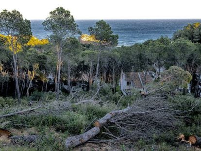 Árboles talados en la cala de Tamariu, donde pretenden constuir 33 chalés de lujo