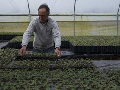 Invernadero con semilleros de plantas de pistacho de  Eurosemillas en 
 Brenes (Sevilla). 