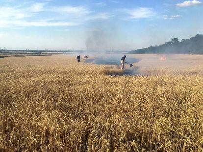 Operarios ucranios apagan un incendio en un campo de trigo en la región de Donetsk tras un bombardeo ruso, el 31 de julio.