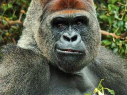 Un gorila como este, de los que conviven en Loro Parque, fue el que nunca se escapó.