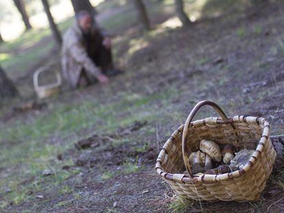 Un recolector de setas recoge ayer un ejemplar de macrolepiota en un bosque de La Pedriza.