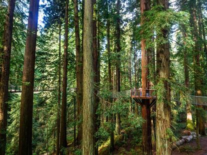 Pasarelas de madera en el Redwood Sky Walk, en el condado californiano de Humboldt.