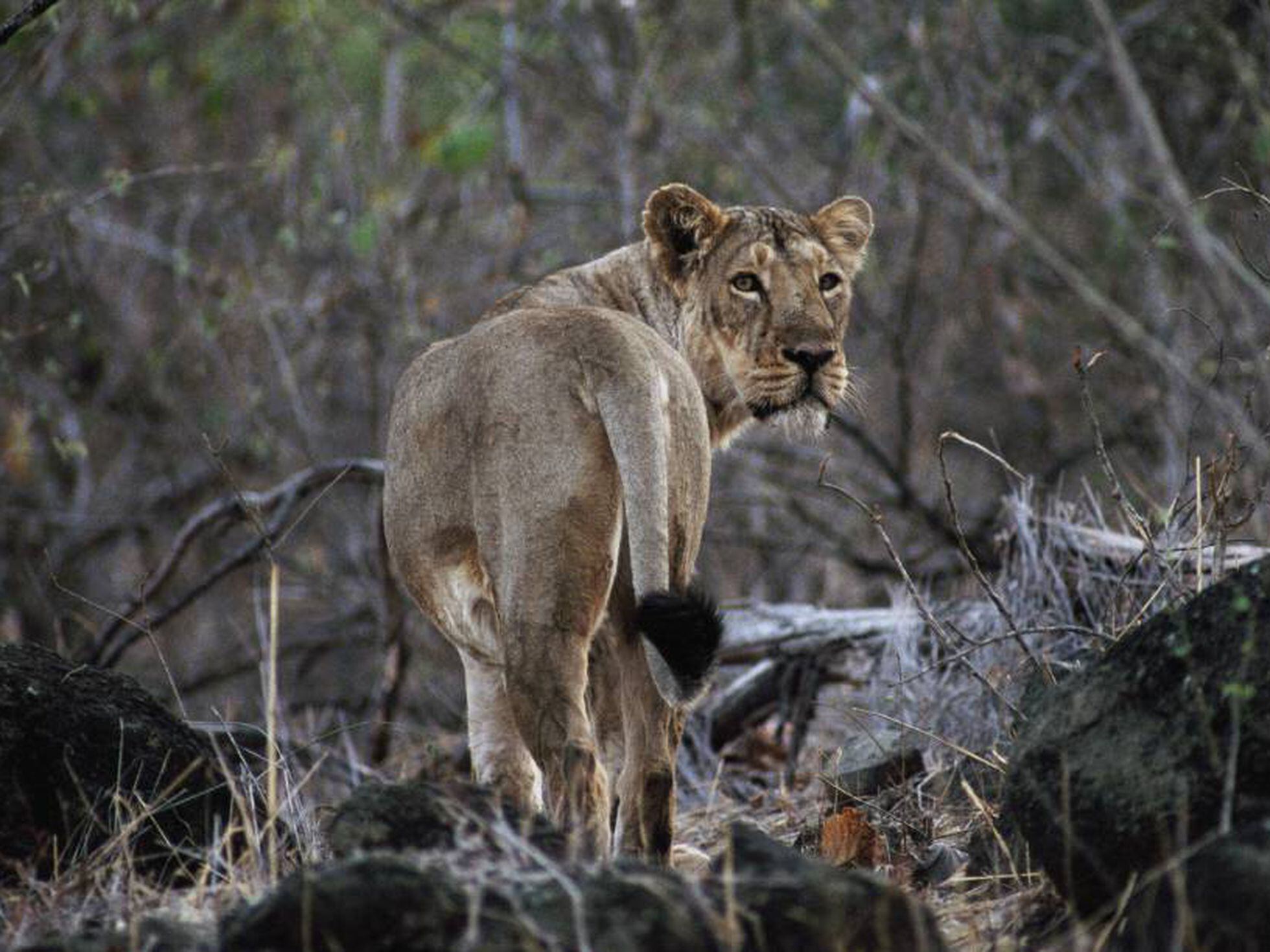Tres leones de una subespecie en peligro de extinción mueren arrollados en  India | Mundo animal | EL PAÍS