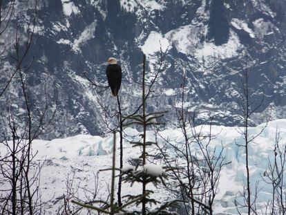 Un águila americana descansa en un árbol cerca del glaciar Mendenhall en Juneau, Alaska.