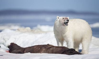 Un oso polar, tras cazar a una foca en el Estrecho de Hudson (Canadá).