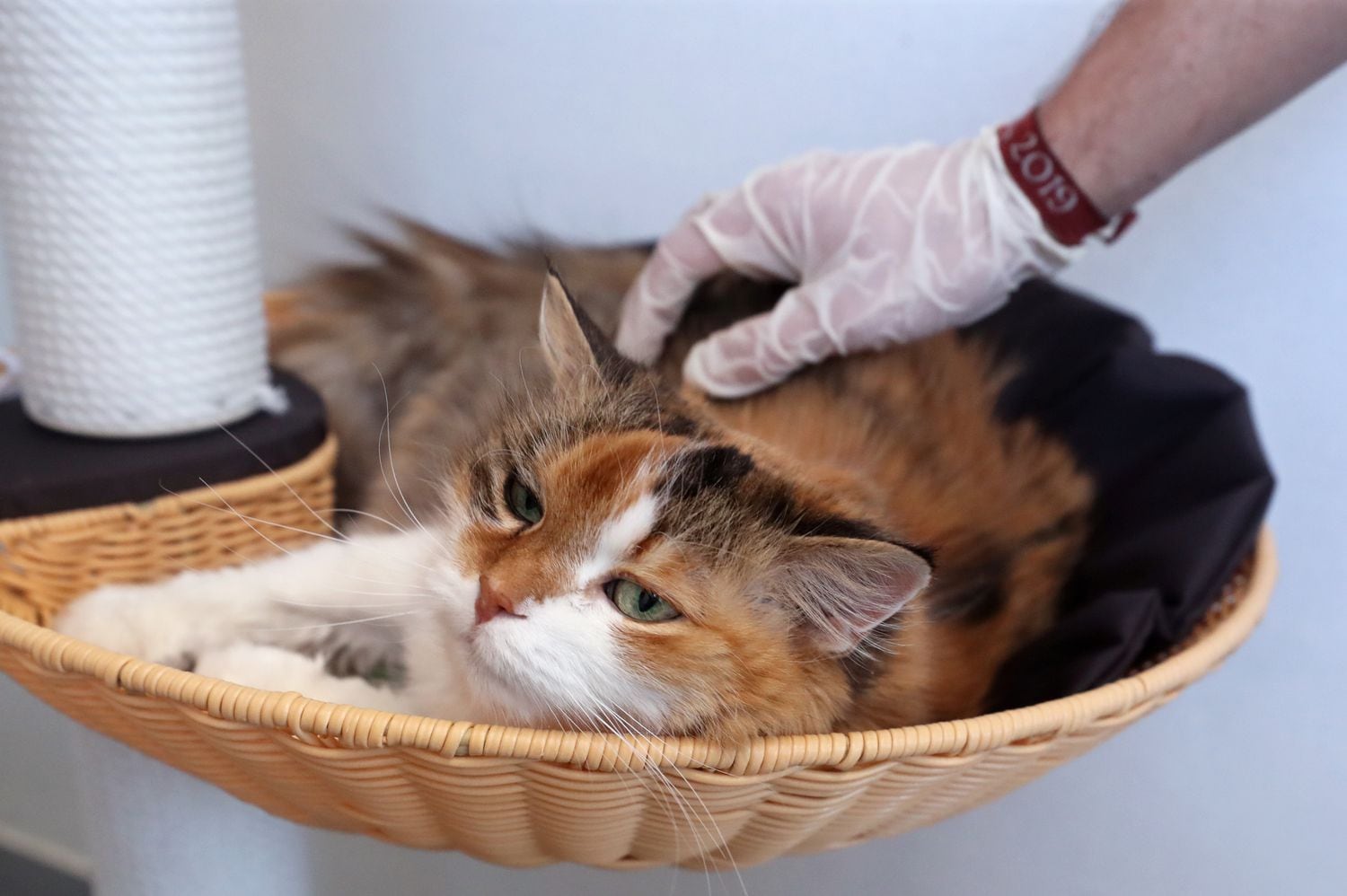 Un gato en adopción descansa en un centro de acogida de animales abandonados en Perwez (Bélgica).