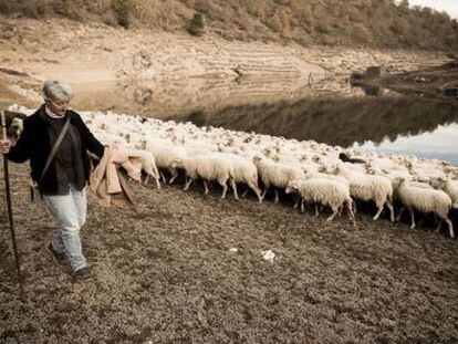 Galicia pide lluvia abundante por Navidad, mientras los cortes de suministro se extienden y los ganaderos recurren a la trashumancia