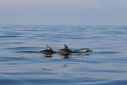 Delfines en el norte del Mar Adriático, vistos frente a la costa de Rimini, Italia.