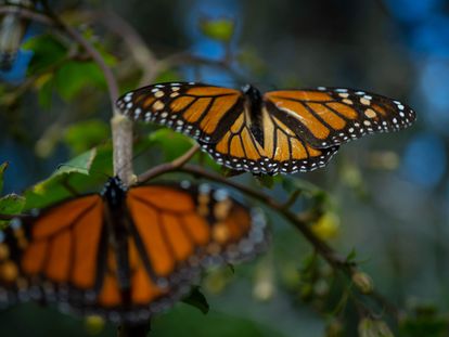 Mariposas monarca en su santuario localizado en Michoacán.