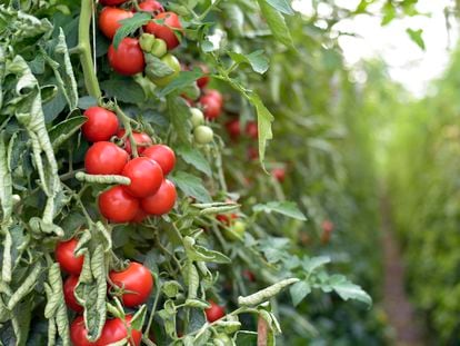 Unos tomates en un jardín.
