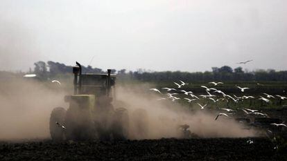 Un tractor cosecha soja en un campo de la provincia de Buenos Aires.
