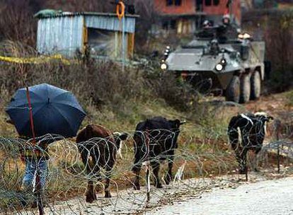 Un ganadero albanokosovar pasa ayer con sus vacas ante un blindado de la OTAN cerca del monasterio ortodoxo serbio de Stari Vrac.