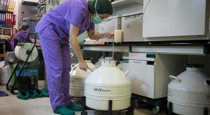 Una biòloga manipula un dipòsit d'òvuls i embrions, emmagatzemats en nitrogen líquid.