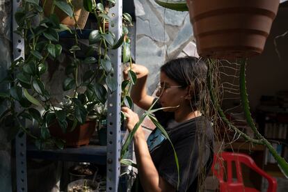 El otro gran sueño de Corina Jiménez es poder construir un vivero y poner en marcha un proyecto de huertas comunitarias, algo en lo que ya trabajó en su época universitaria en Cali. En la imagen, la joven cuida del pequeño huerto que tiene en el patio de la casa familiar, en la vereda La Cuesta.