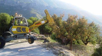 Una máquina excavadora arranca un ejemplar de almendro infectado por la bacteria Xylella en Alicante.