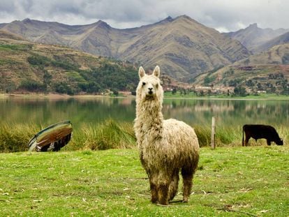 Alpaca en la orilla del lago Piuray, cerca de la localidad de Chinchero.