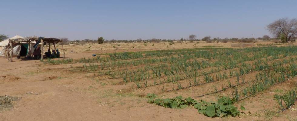 Cultivos comunales gestionados por mujeres en el programa de Acción contra la Desertificación, en Mbar Toubab (Senegal).