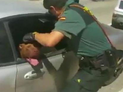 La Guardia Civil liberó al pitbull en la ciudad alicantina de Aspe