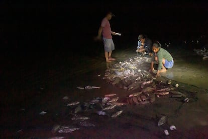 Un grupo de voluntarios inspeccionan la pesca obtenida con red en Santa Sofía para vigilar que no haya tortugas entre los pescados.