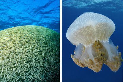 El 'Faviidae', o coral de cerebro, y la medusa 'Thysanostoma thysamura' ofrecen intrincadas texturas para los fotógrafos submarinos que se adentran en el ecosistema único de la Gran Barrera de Coral.