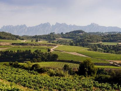 Vista de les vinyes del Penedès, amb Montserrat al fons.