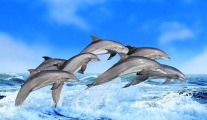 Grupo de delfines en el mar.