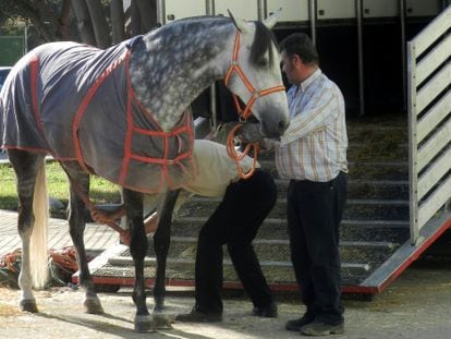 Uno de los caballos que se exhiben en el Salón Internacional de Sevilla.