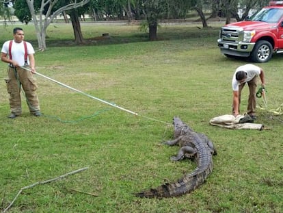 Elementos del grupo S.O.S Codrilo de Tampico capturan a un cocodrilo, en mayo de este año.