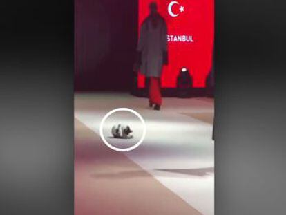 El felino sorprendió a las modelos de una pasarela de alta costura en Estambul