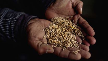 Un agricultor tiene en sus manos semillas de arroz modificadas genéticamente en el distrito de Chitwan, Nepal.