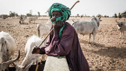 Un pastor vigila su ganado mientras bebe de un pozo en el pueblo de Mbetiou Peulh en Senegal, en mayo de 2020.