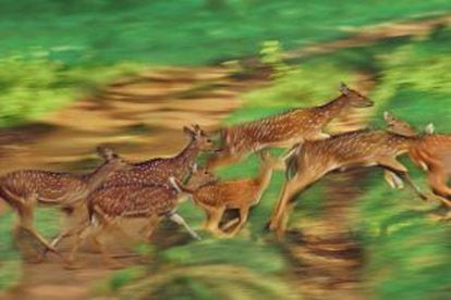 Un grupo de ciervos moteados a la carrera en el parque nacional de Bandipur (India).
