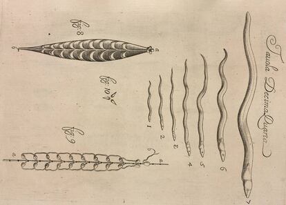 Etapas de crecimiento de la anguila. Lámina XIV del tratado Observaciones de vida de los animales, que se encuentran en animales vivos, de Francesco Redi (1684, Florencia).
