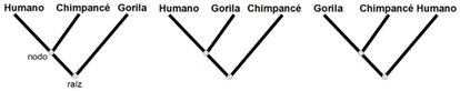 Ejemplo de árbol filogenético de gorila, humano y chimpancé
