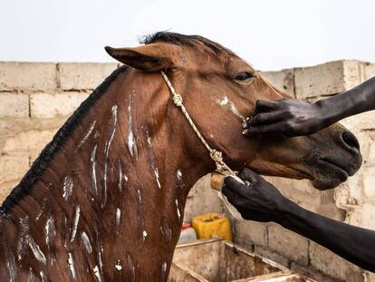 Ganarse el pan en Dakar gracias a un caballo
