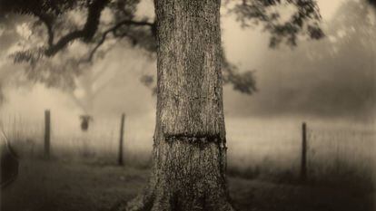 Deep South, (Scarred Tree), 1998