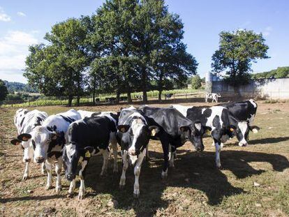 Finca Mouriscade en el ayuntamiento de Lal&iacute;n, una granja de vacas que la Diputaci&oacute;n de Pontevedra quiere traspasar.