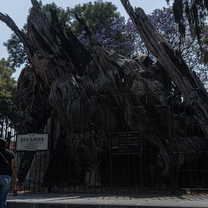 Árbol del ahuehuete llamado árbol de la noche triste, por la derrota del conquistador español Hernán Cortés , el 11 de Marzo del 2021. En Ciudad de México. Las autoridades locales han decidido cambiar el nombre del árbol al árbol de la noche victoriosa.