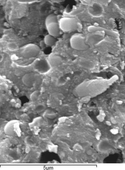 Bacterias fosilizadas en estromatolitos de El Soplao, al microscopio.