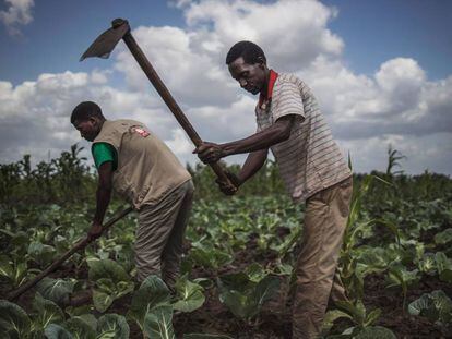 Agricultores en Mozambique, este pasado mes de agosto.