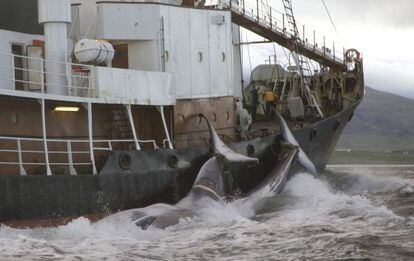 Un ballenero arrastra los cuerpos de dos cet&aacute;ceos a su base en Islandia.