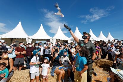 Momento de la suelta en el festival de una gaviota de Audouin recuperada.
