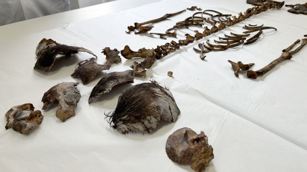 Parte de los restos óseos del cadáver de la niña hallado en el Alcázar en abril de 2021, presentados este jueves en Sevilla.