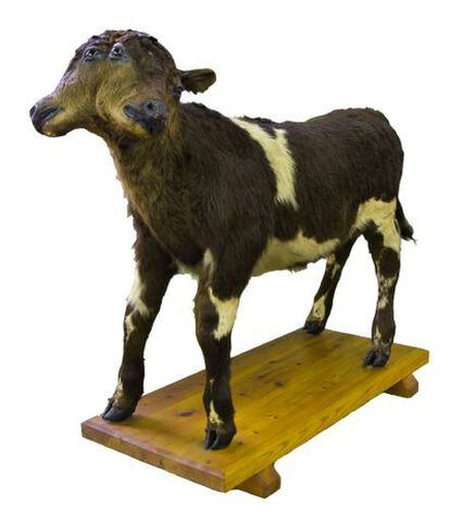Este ejemplar de vaca mutante nació a mediados del siglo XX en una granja de Caldes de Montbui (Barcelona)
