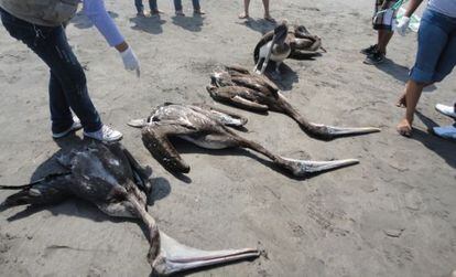 El n&uacute;mero de pel&iacute;canos hallados muertos asciende a 5.000, seg&uacute;n el Ministerio de Medio Ambiente.