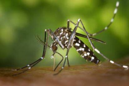 El mosquito tigre llegó al continente europeo hace menos de 30 años. En septiembre pasado localizaron 37 huevos de 'A. albopictus' en suelo británico.